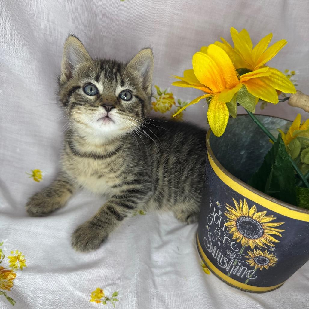 Enlarge Atlas, a Adoptable mixed breed in Mount Vernon, IL image 4/6