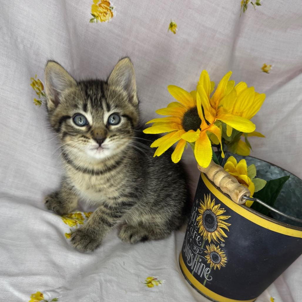 Enlarge Atlas, a Adoptable mixed breed in Mount Vernon, IL image 5/6