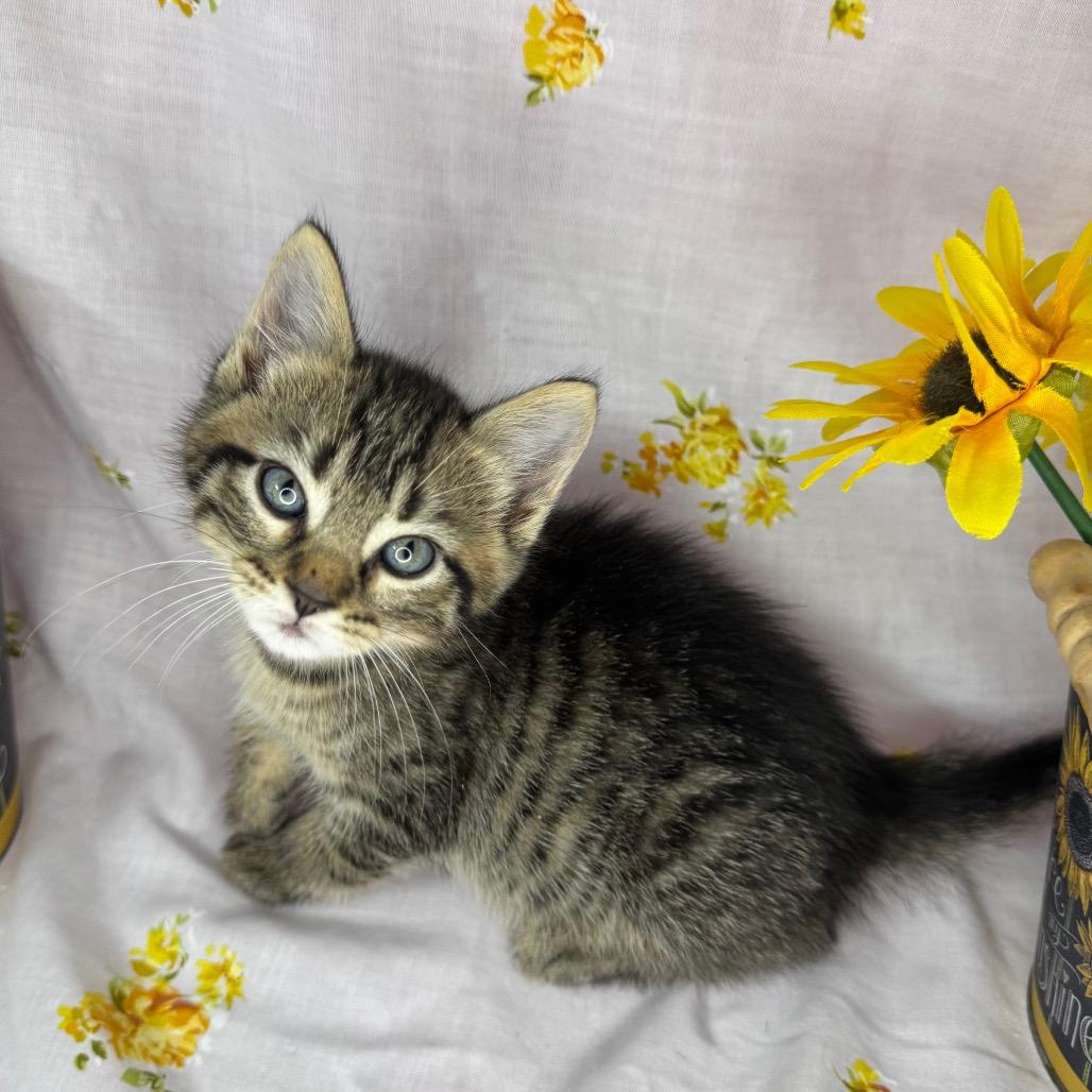 Enlarge Atlas, a Adoptable mixed breed in Mount Vernon, IL image 6/6