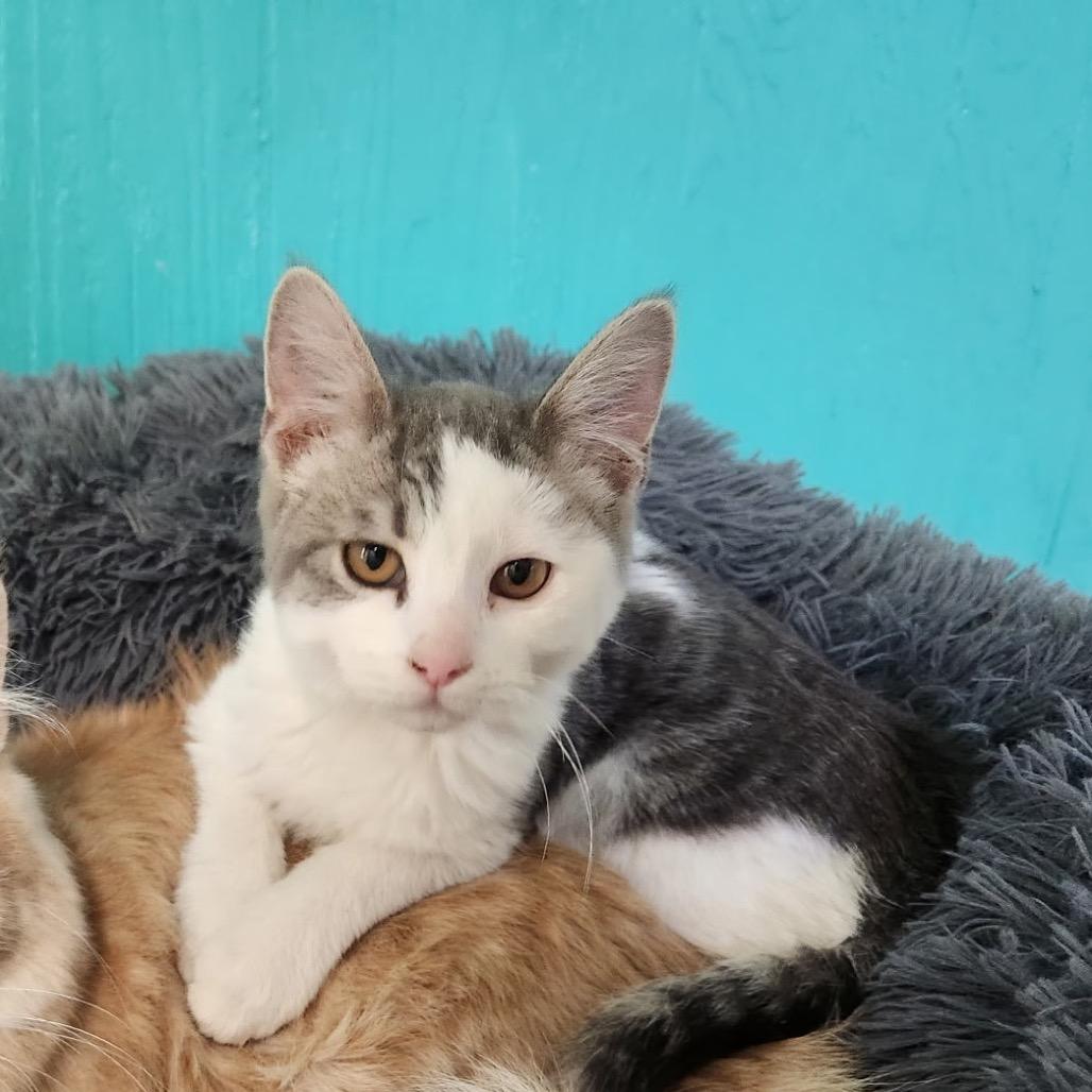 Enlarge Dahlia, a Adoptable Domestic Short Hair in Chariton, IA image 2/6