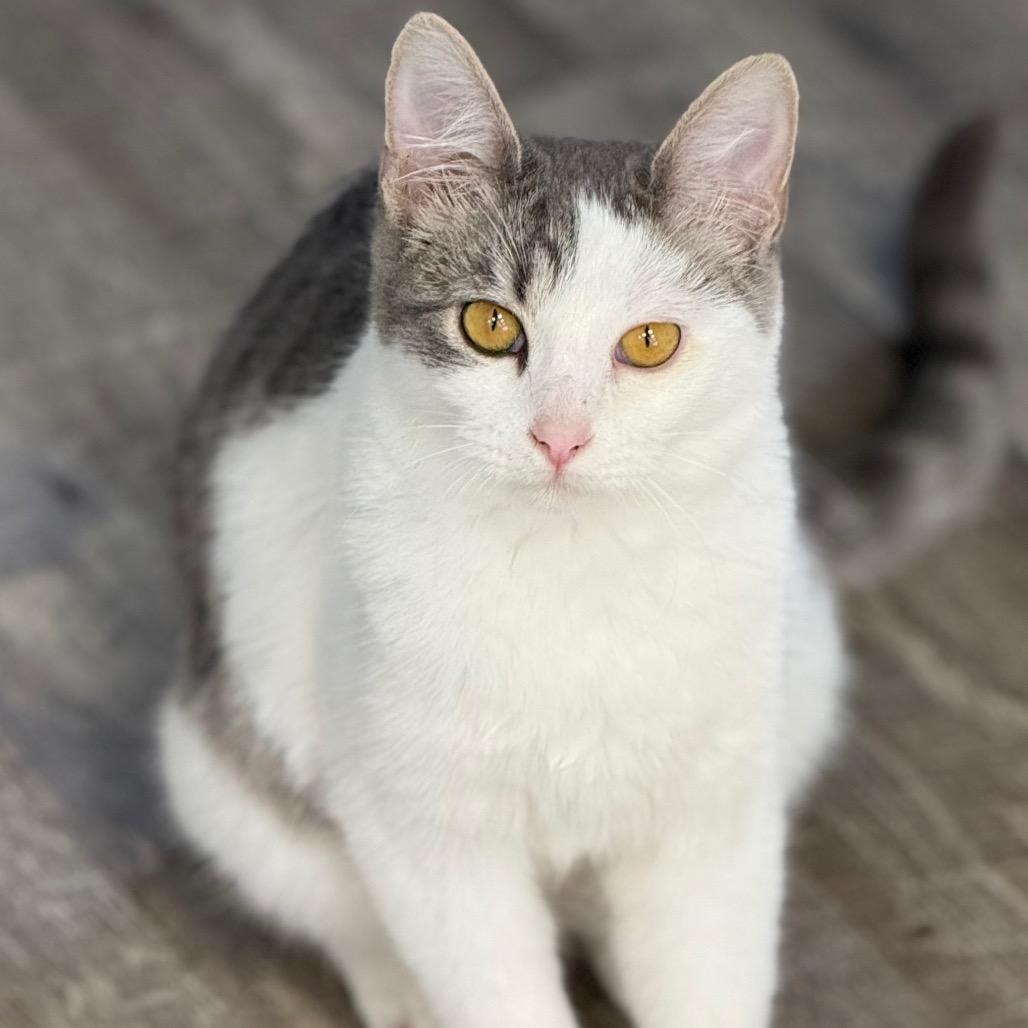 Enlarge Dahlia, a Adoptable Domestic Short Hair in Chariton, IA image 3/6