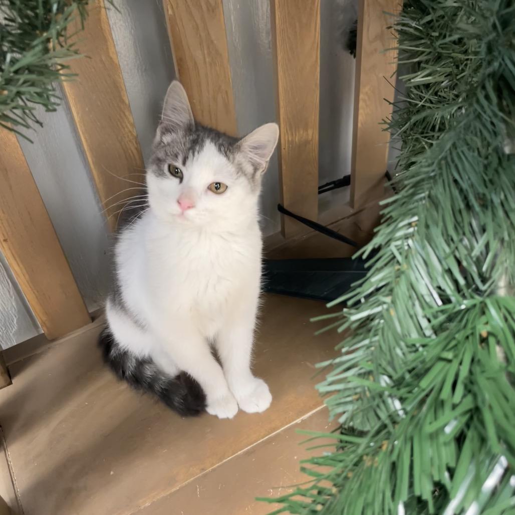 Enlarge Dahlia, a Adoptable Domestic Short Hair in Chariton, IA image 4/6