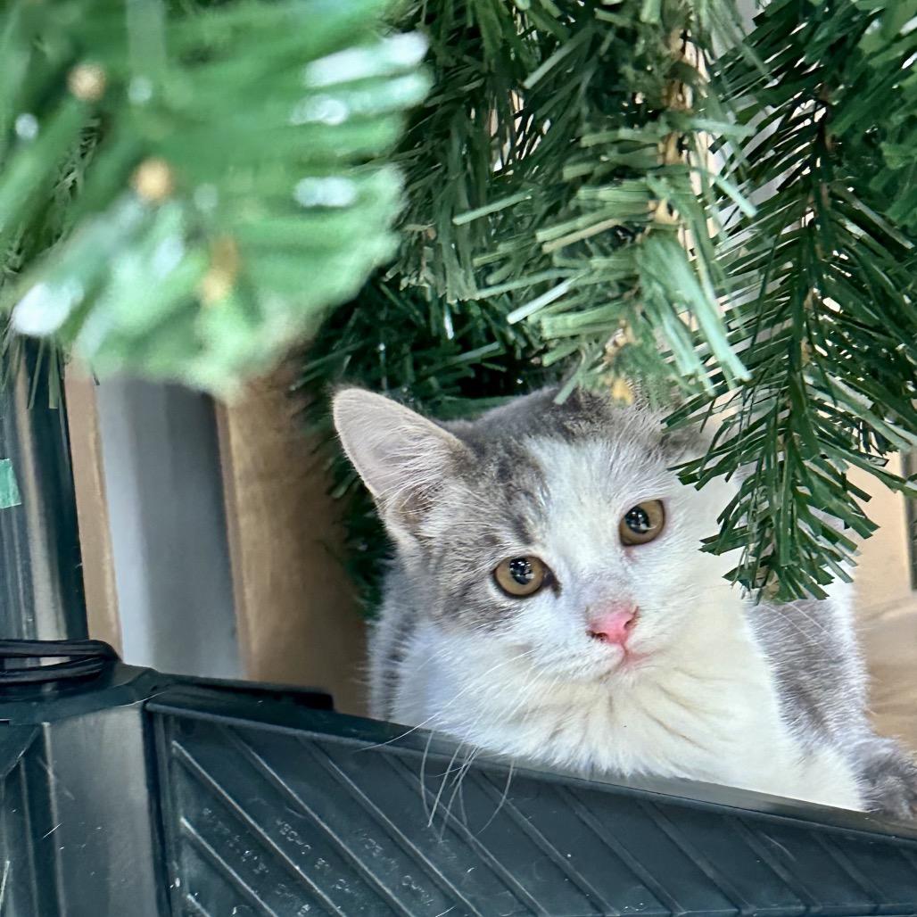 Enlarge Dahlia, a Adoptable Domestic Short Hair in Chariton, IA image 5/6