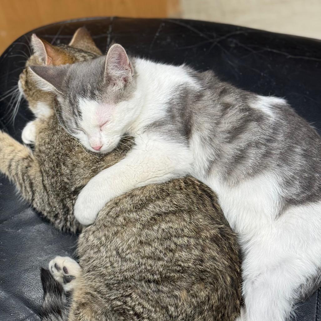 Enlarge Dahlia, a Adoptable Domestic Short Hair in Chariton, IA image 6/6