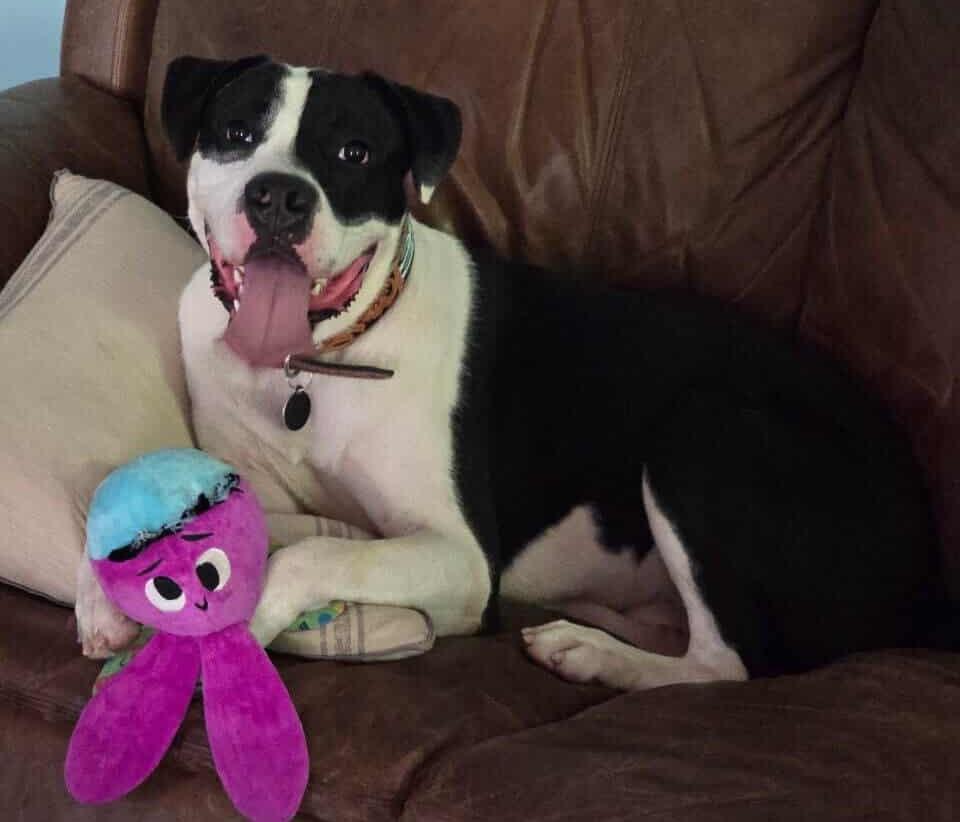 Enlarge MoonPie, a Adoptable mixed breed in East Hartford, CT image 3/6