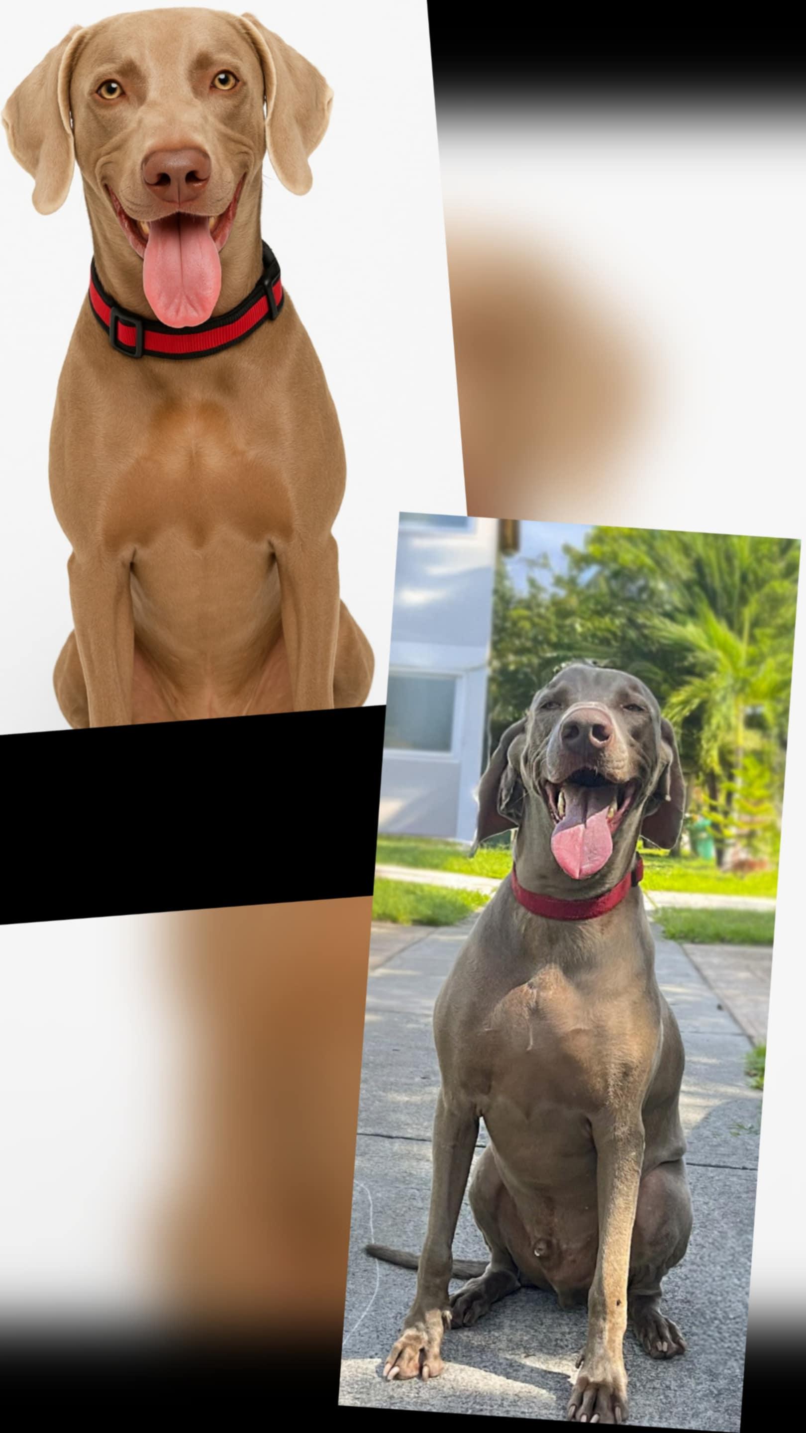Enlarge Henry, a Adoptable Weimaraner in Miami, FL image 1/1