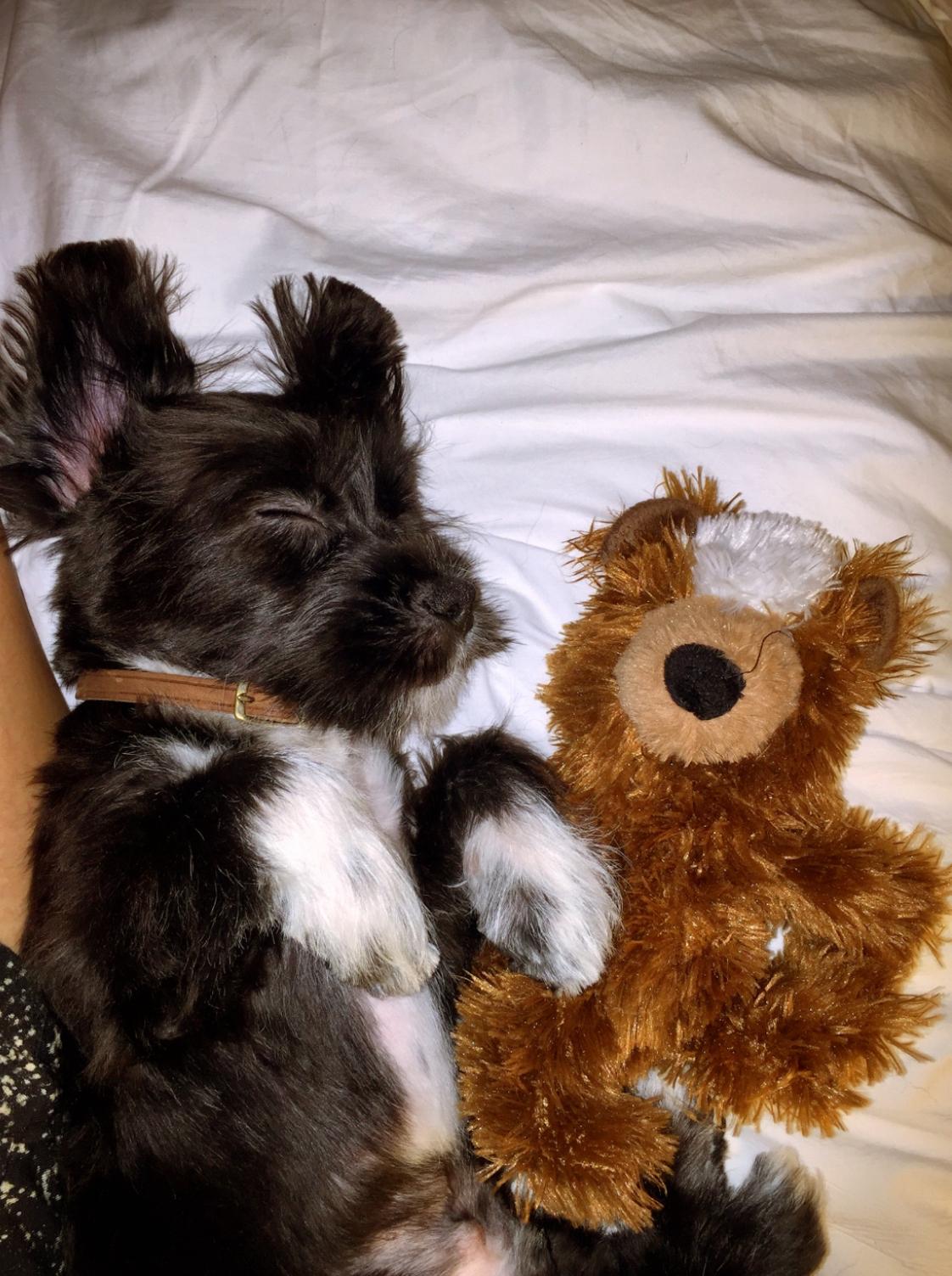 Enlarge Yodha, a Adopted mixed breed in Calabasas, CA image 3/4