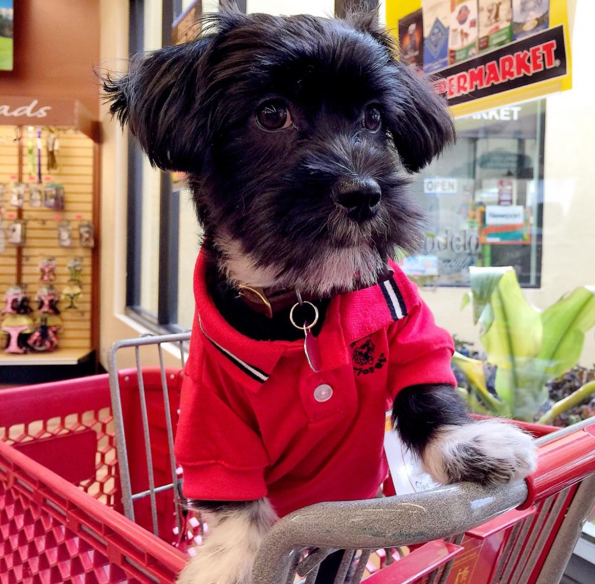 Enlarge Yodha, a Adopted mixed breed in Calabasas, CA image 4/4