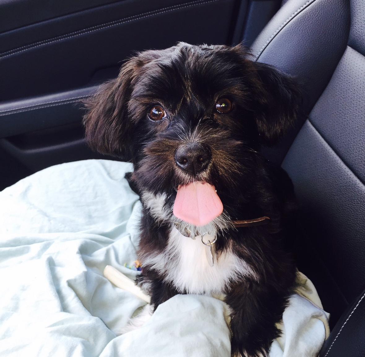 Meet Yodha  This sweet 10-year-old Maltese-Terrier mix is looking for a calm child-free home where