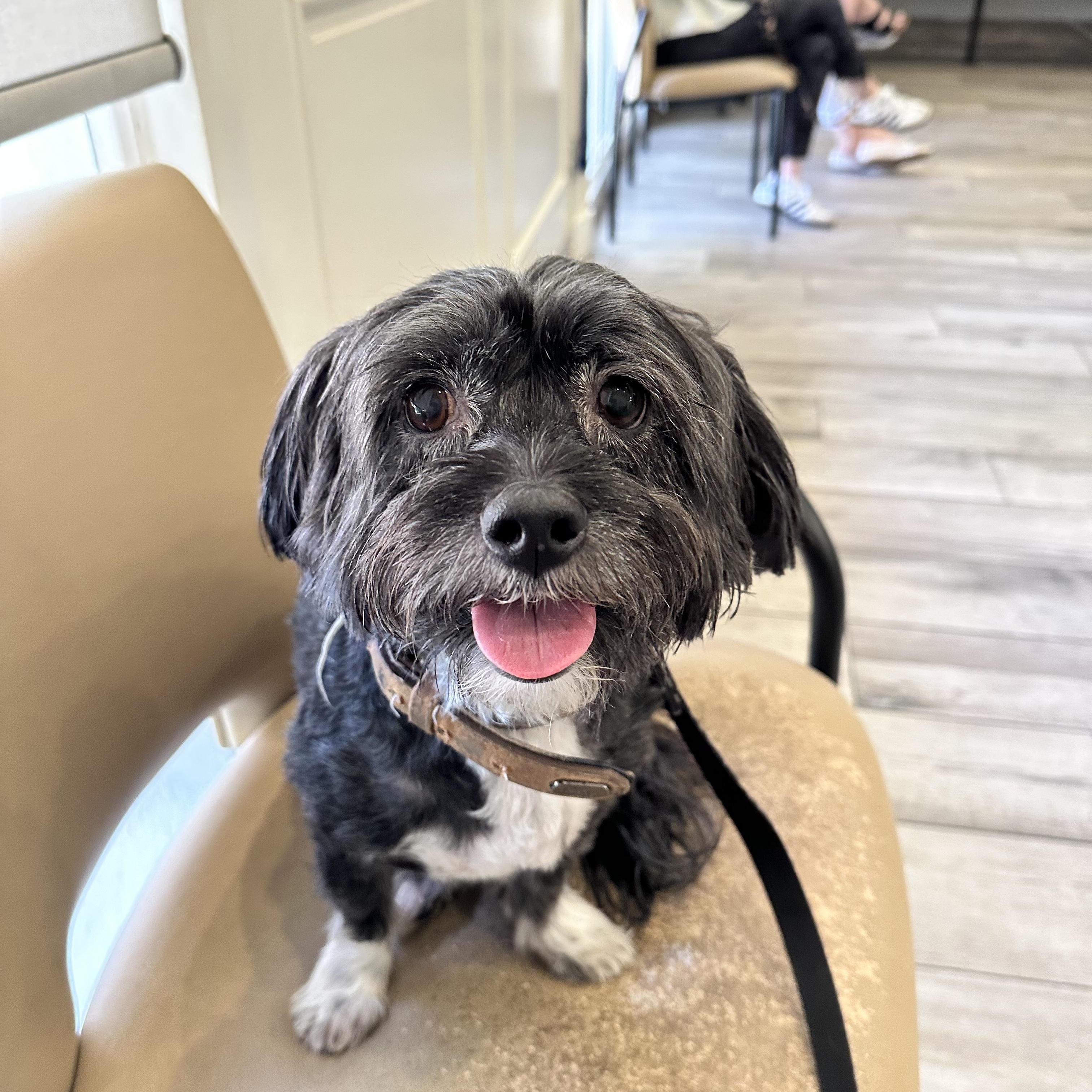 Enlarge Yodha, a Adopted mixed breed in Calabasas, CA image 2/4