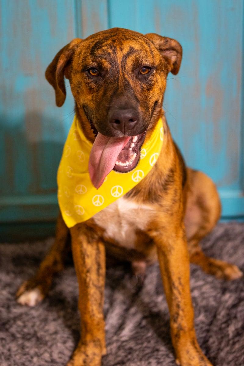 Enlarge Moose, a Adoptable mixed breed in RATON, NM image 3/5