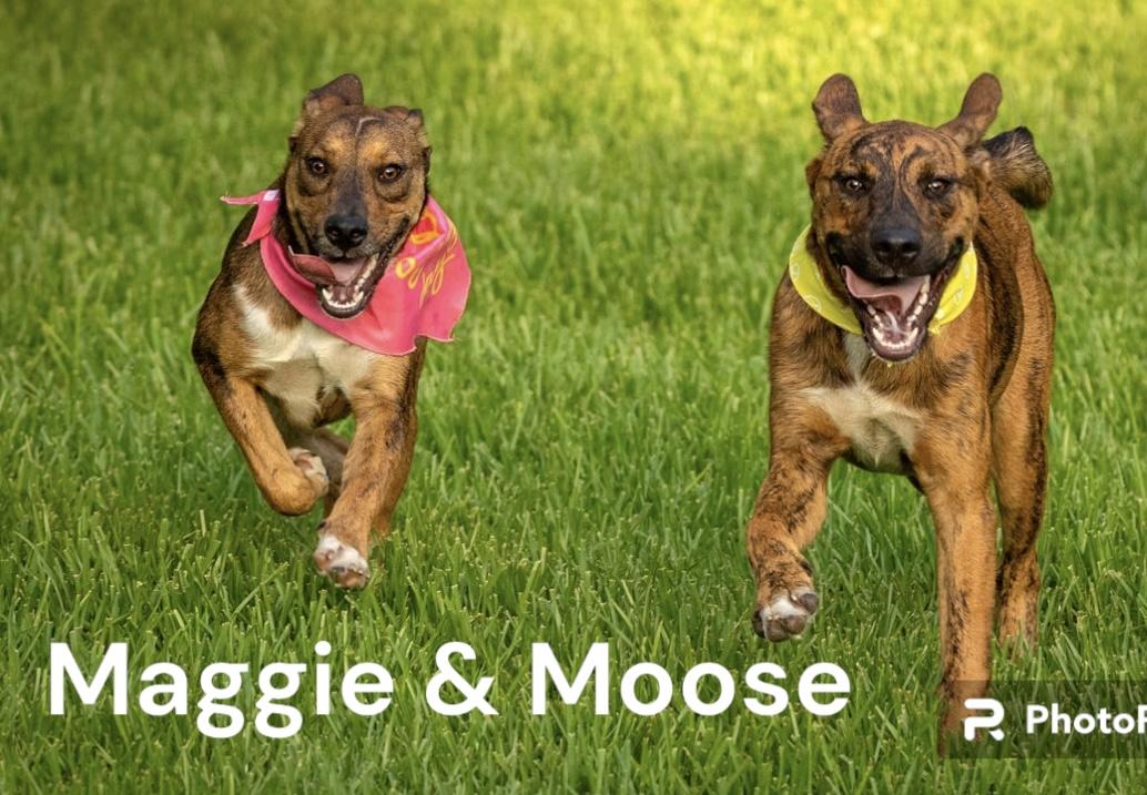 Enlarge Moose, a Adoptable mixed breed in RATON, NM image 4/5