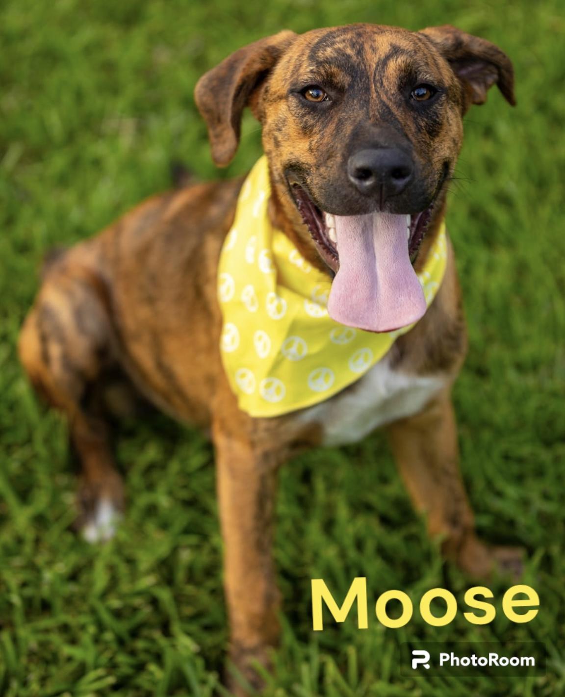Enlarge Moose, a Adoptable mixed breed in RATON, NM image 5/5