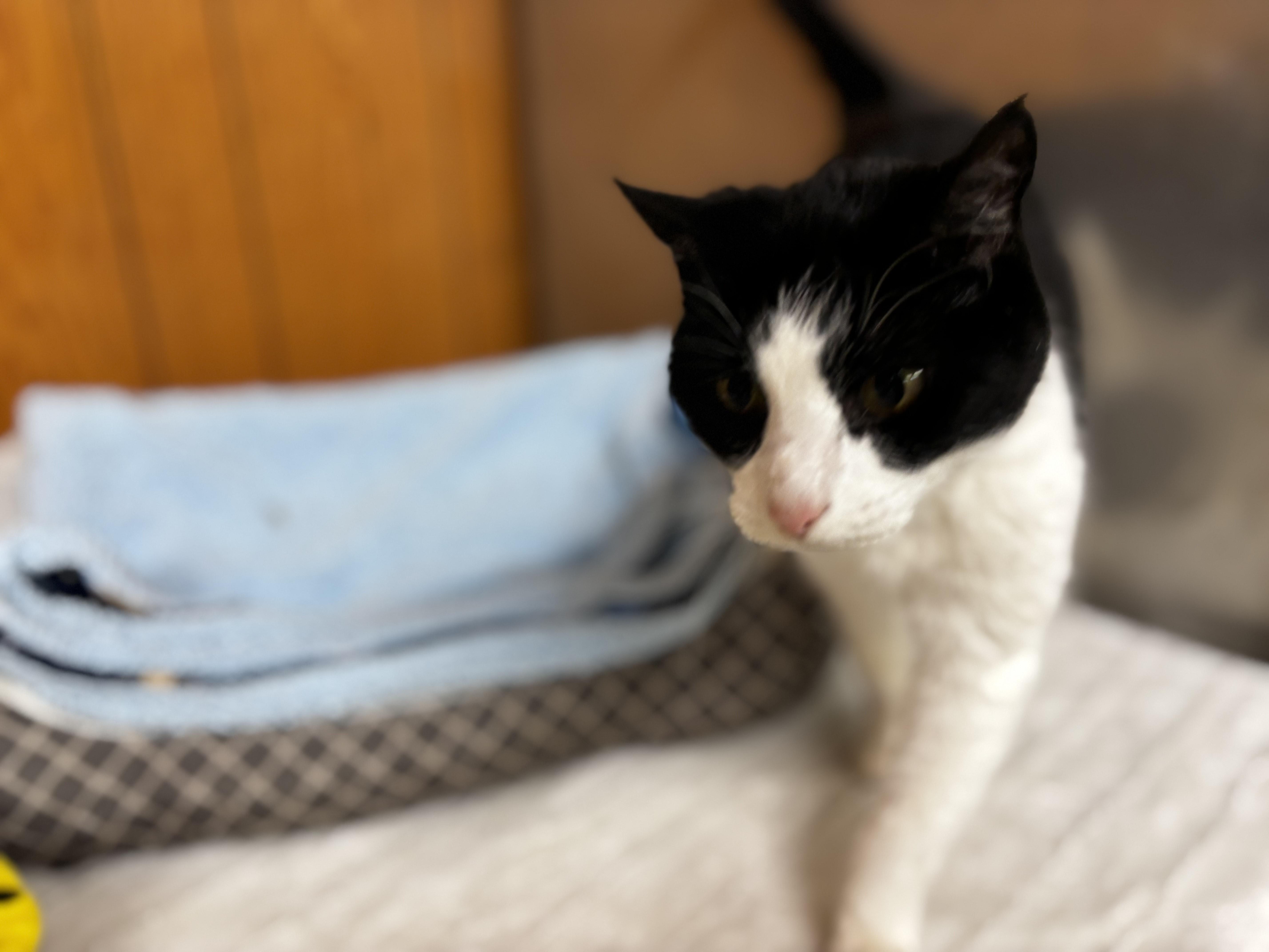 Enlarge Sweetie, a Adoptable Domestic Short Hair in Fort Madison, IA image 1/5