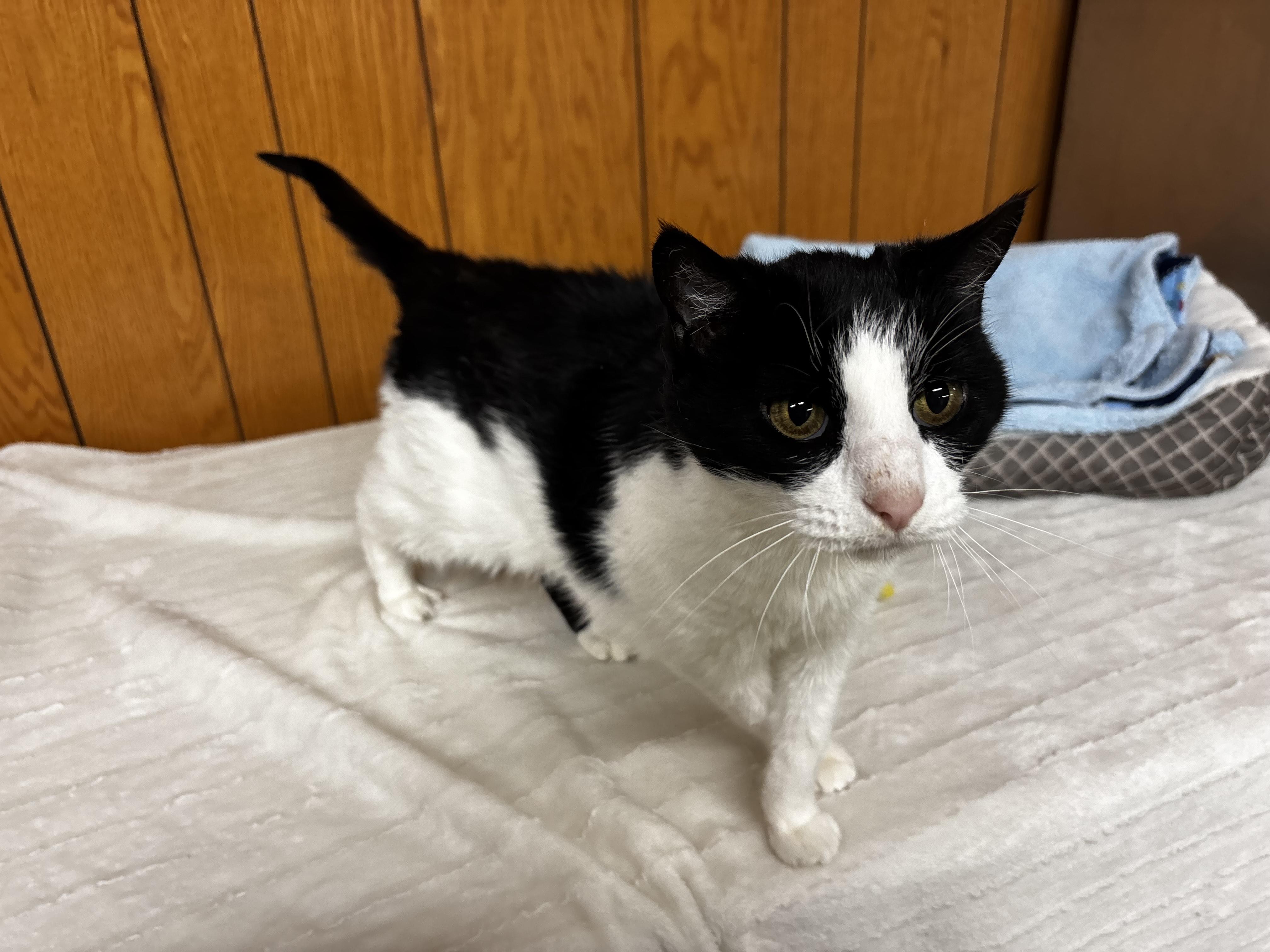 Enlarge Sweetie, a Adoptable Domestic Short Hair in Fort Madison, IA image 2/5