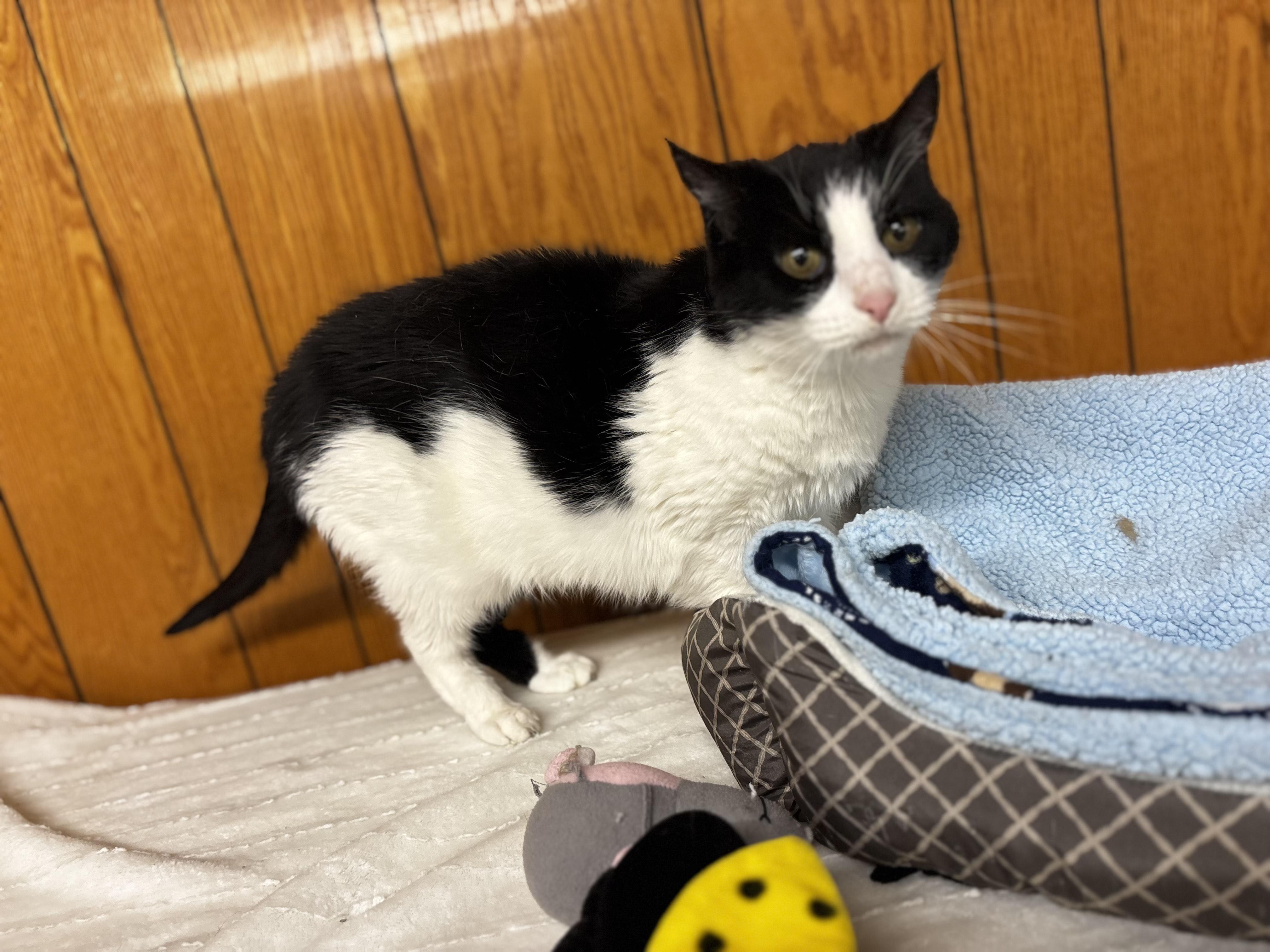 Enlarge Sweetie, a Adoptable Domestic Short Hair in Fort Madison, IA image 4/5