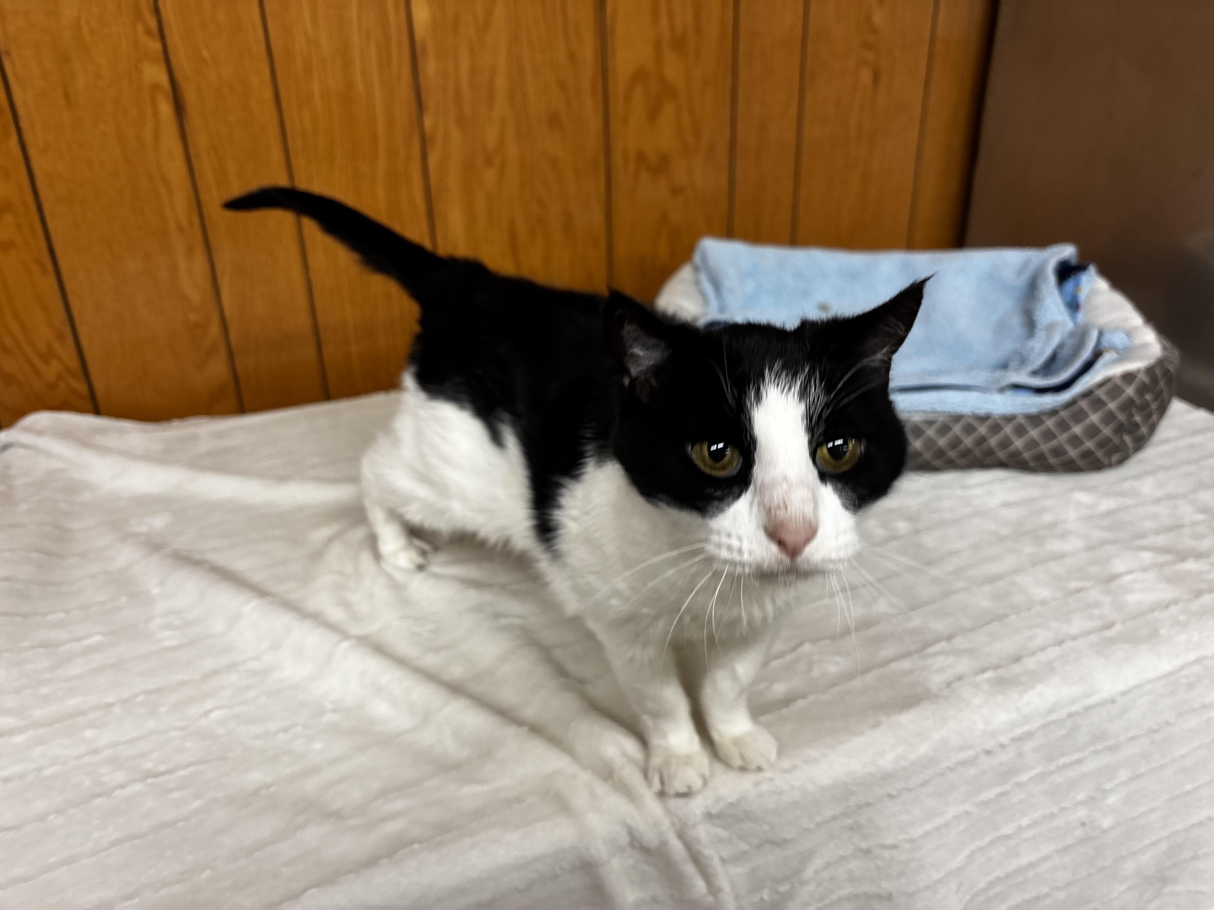 Enlarge Sweetie, a Adoptable Domestic Short Hair in Fort Madison, IA image 5/5