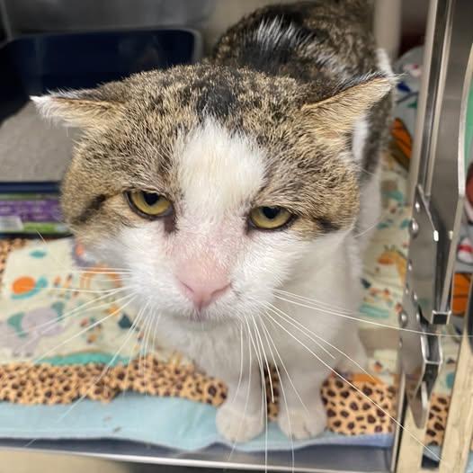 Enlarge Melfred, a Adoptable mixed breed in Little Falls, MN image 1/1