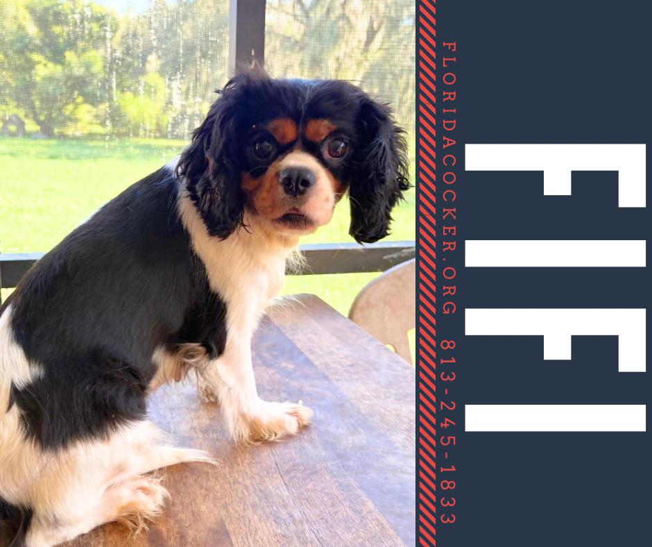 Fifi, Adopted, Adult Female Cavalier King Charles Spaniel.