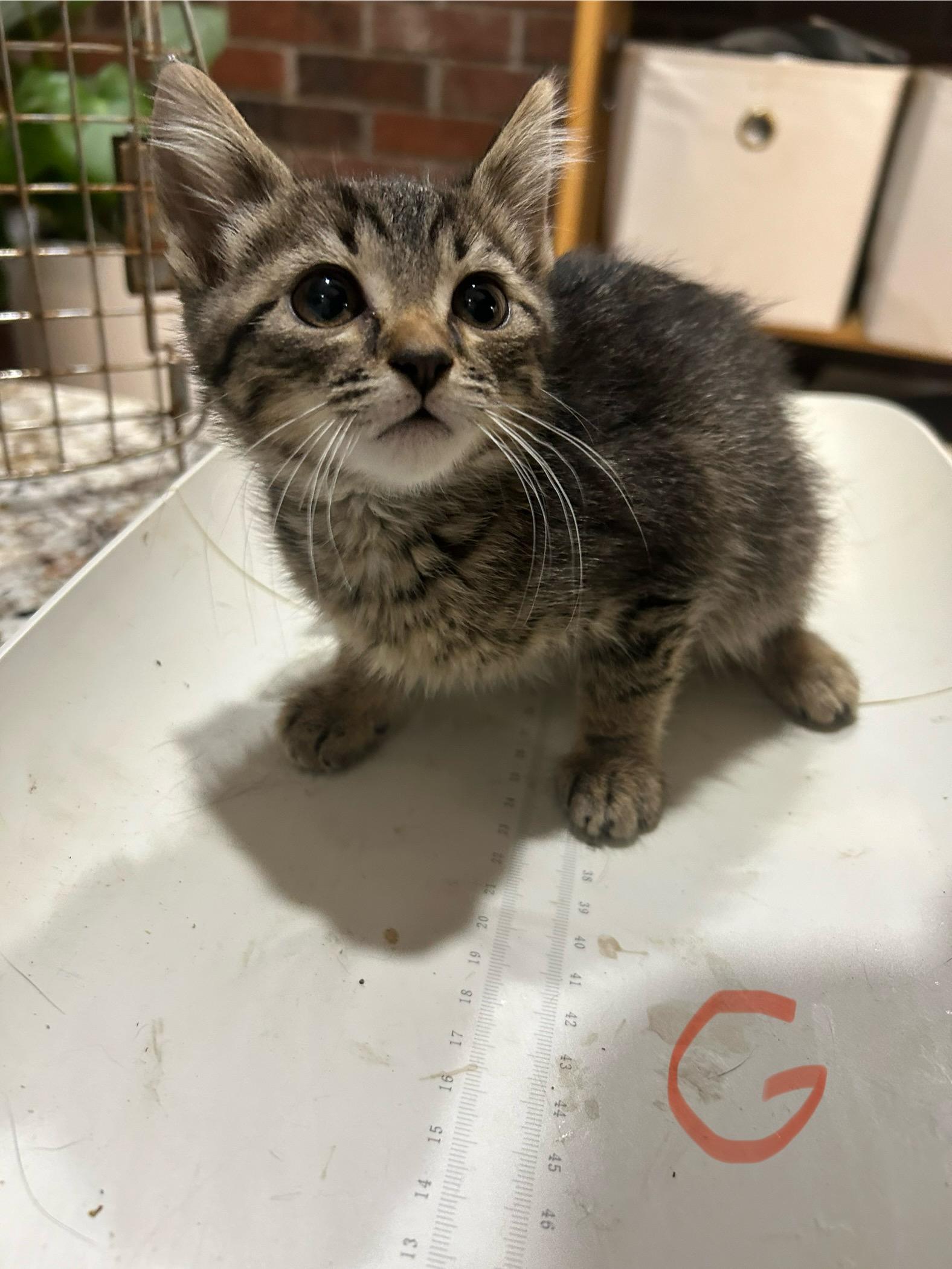 Rosé, Baby Female Tabby