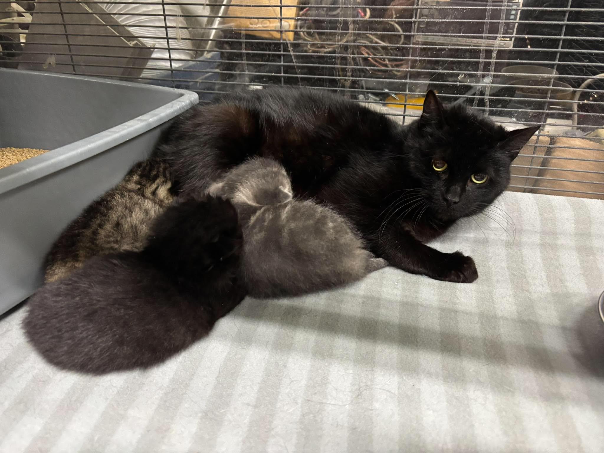 Enlarge SMURF, a Adoptable Domestic Short Hair in Tillsonburg, ON image 1/1