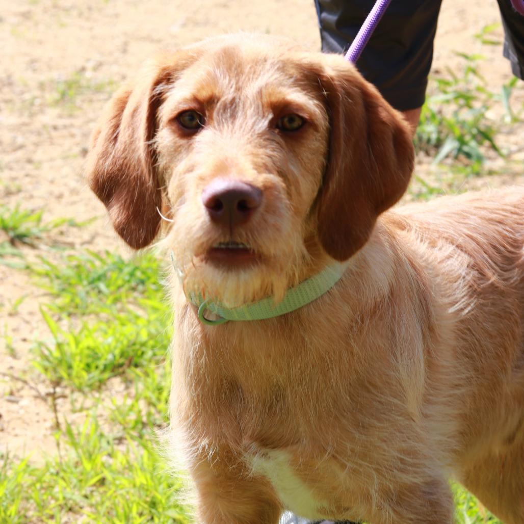 CT Rome, a Adoptable mixed breed in Stormville, NY image 5/6