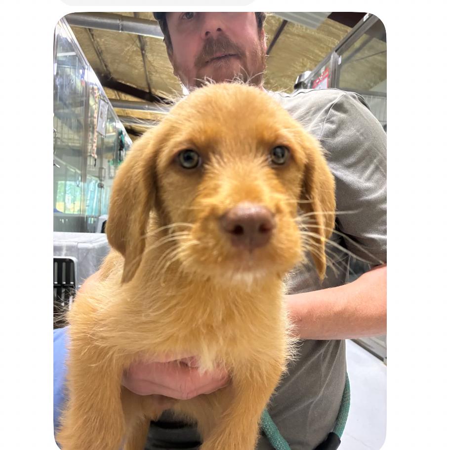 CT Rome, a Adoptable mixed breed in Stormville, NY image 6/6