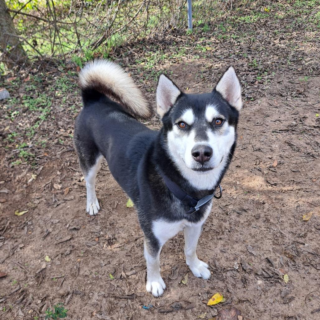 Enlarge Ralph, a Adoptable mixed breed in Pensacola, FL image 1/2
