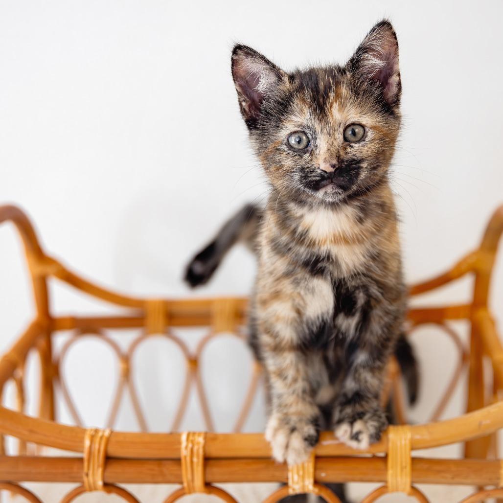 Enlarge Autumn, a Adoptable Domestic Short Hair in Glenfield, NY image 2/2