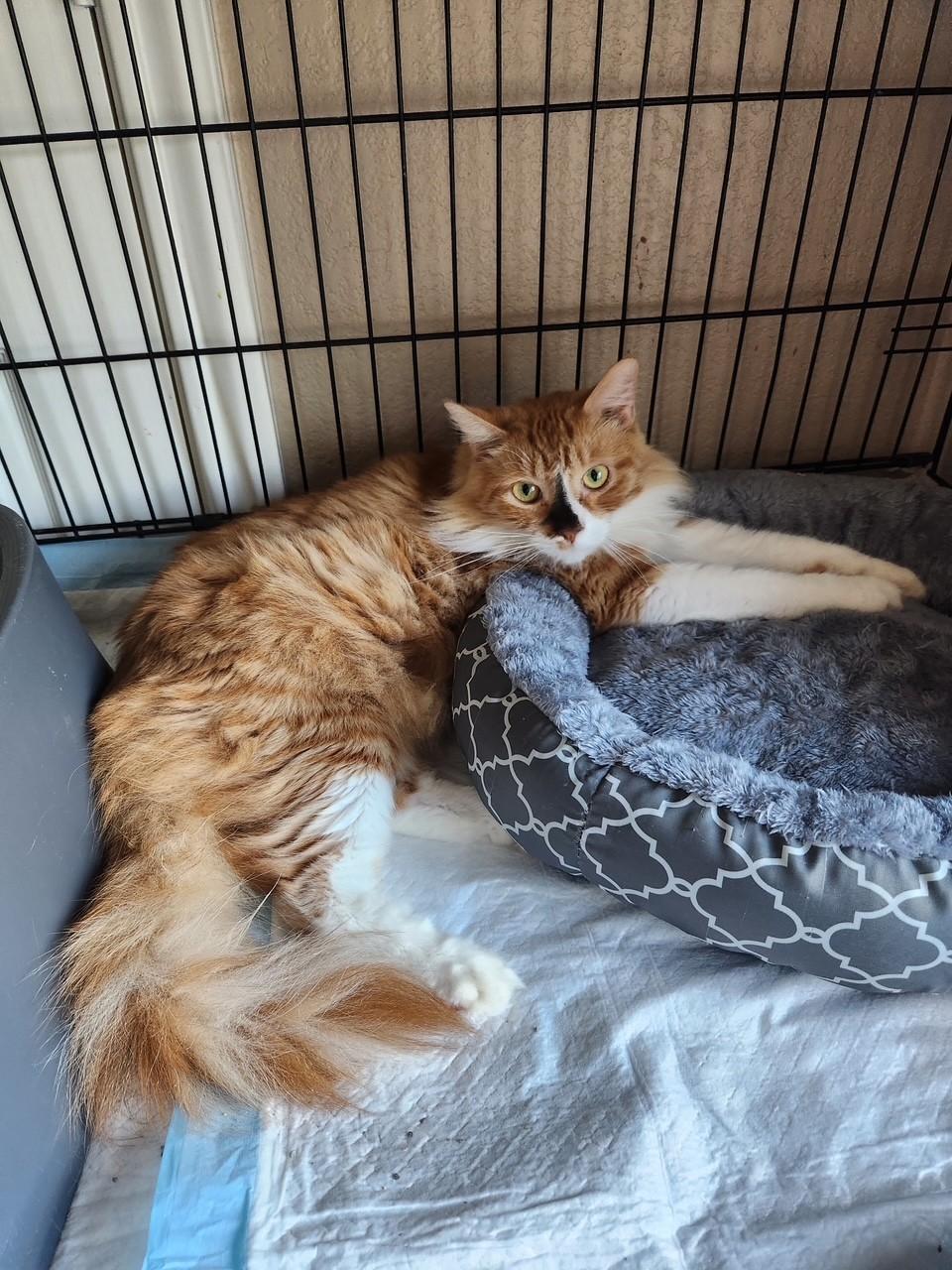 Courtesy Post - Teddy, ADOPTABLE, Adult Male Domestic Long Hair.