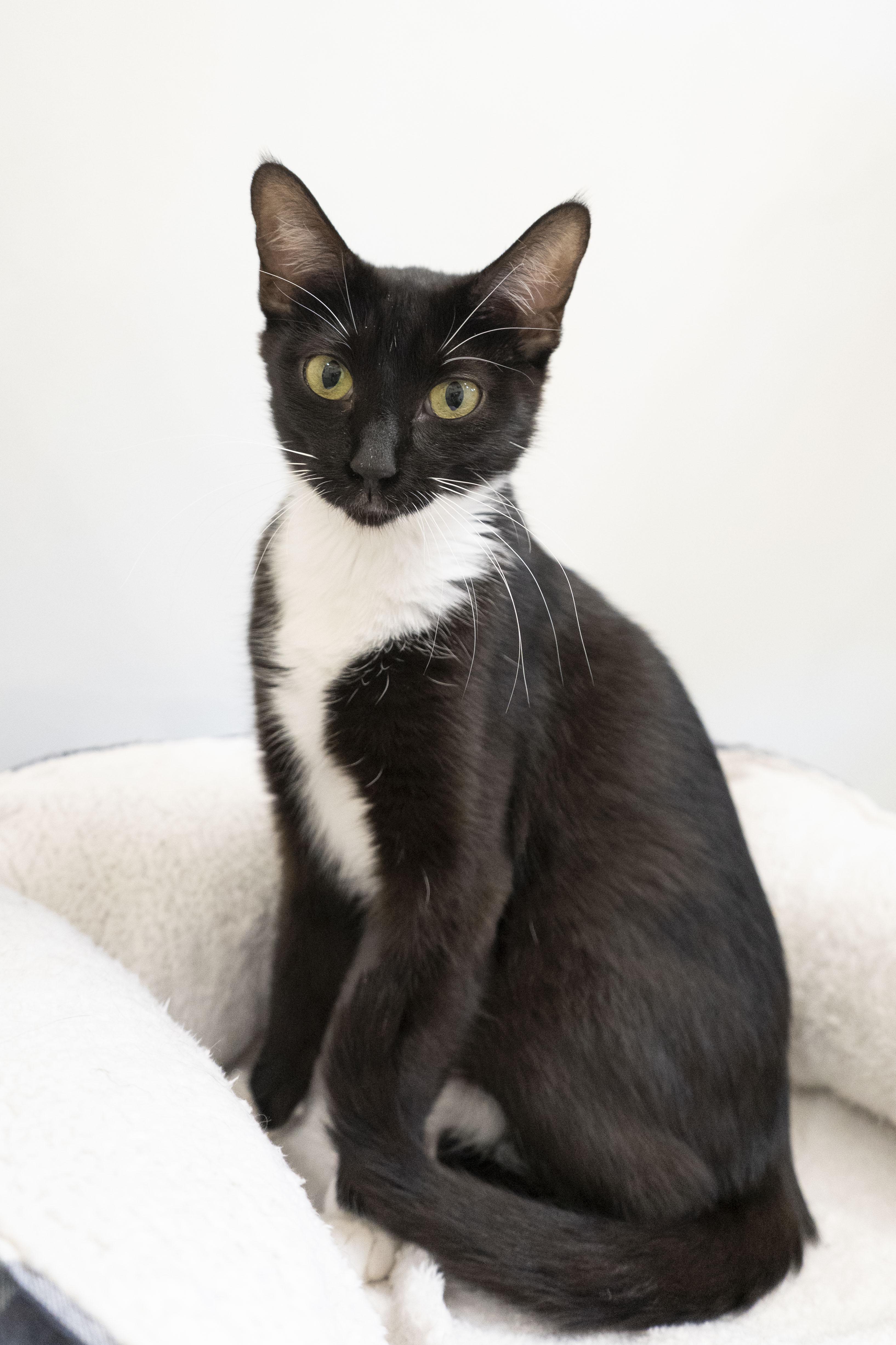 Evianna, an adoptable Domestic Short Hair in Boise, ID, 83709 | Photo Image 2