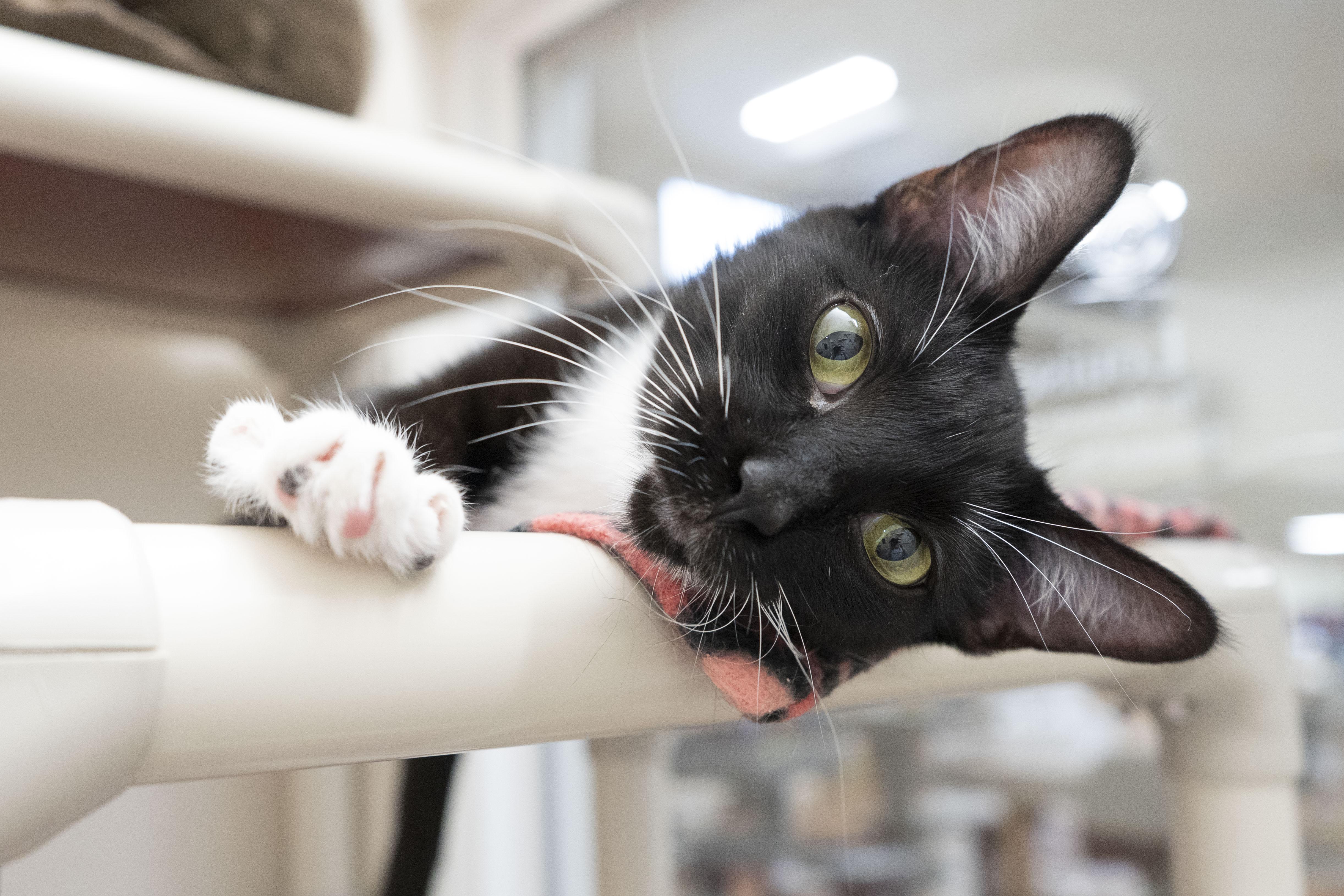 Evianna, an adoptable Domestic Short Hair in Boise, ID, 83709 | Photo Image 5