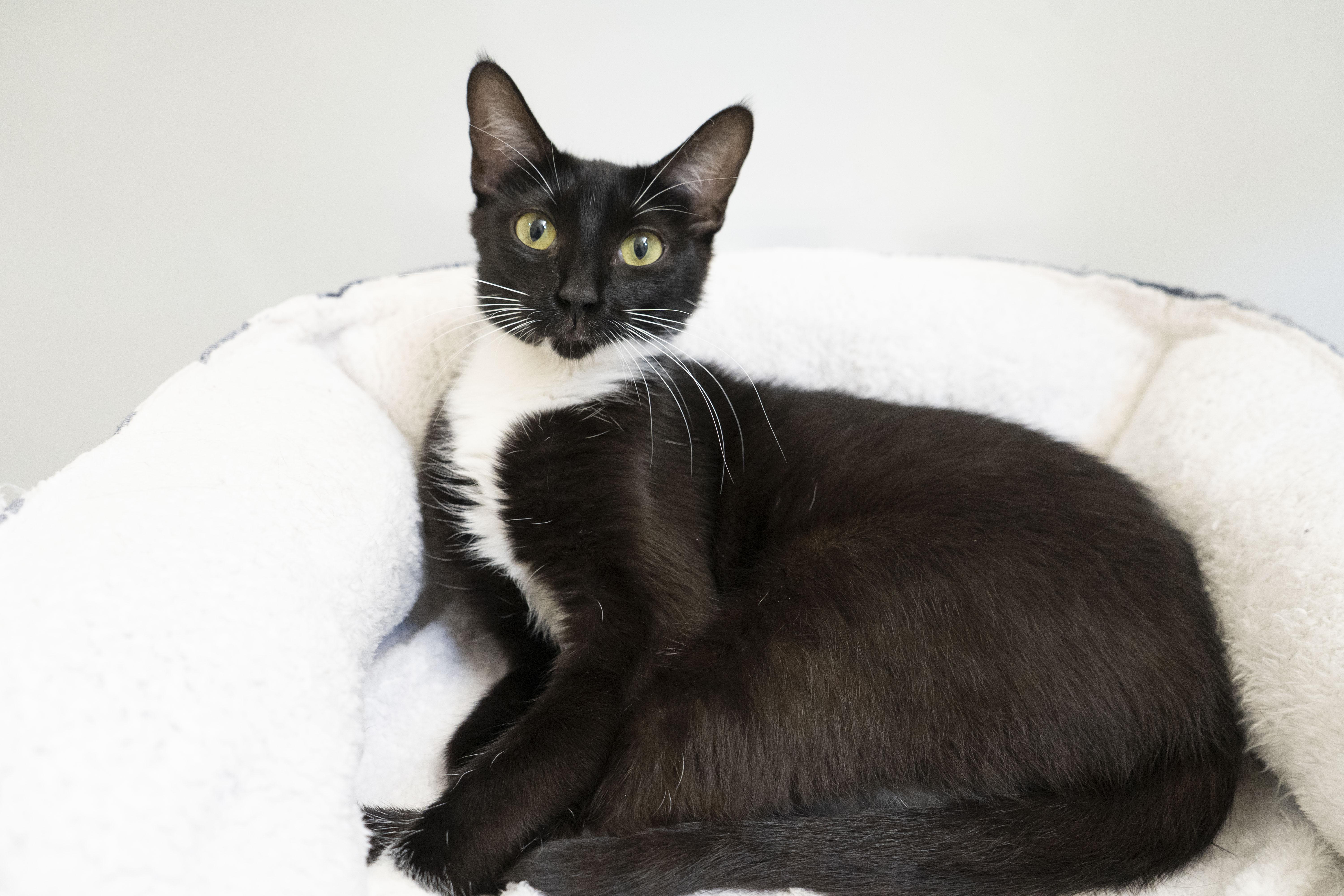 Evianna, an adoptable Domestic Short Hair in Boise, ID, 83709 | Photo Image 4