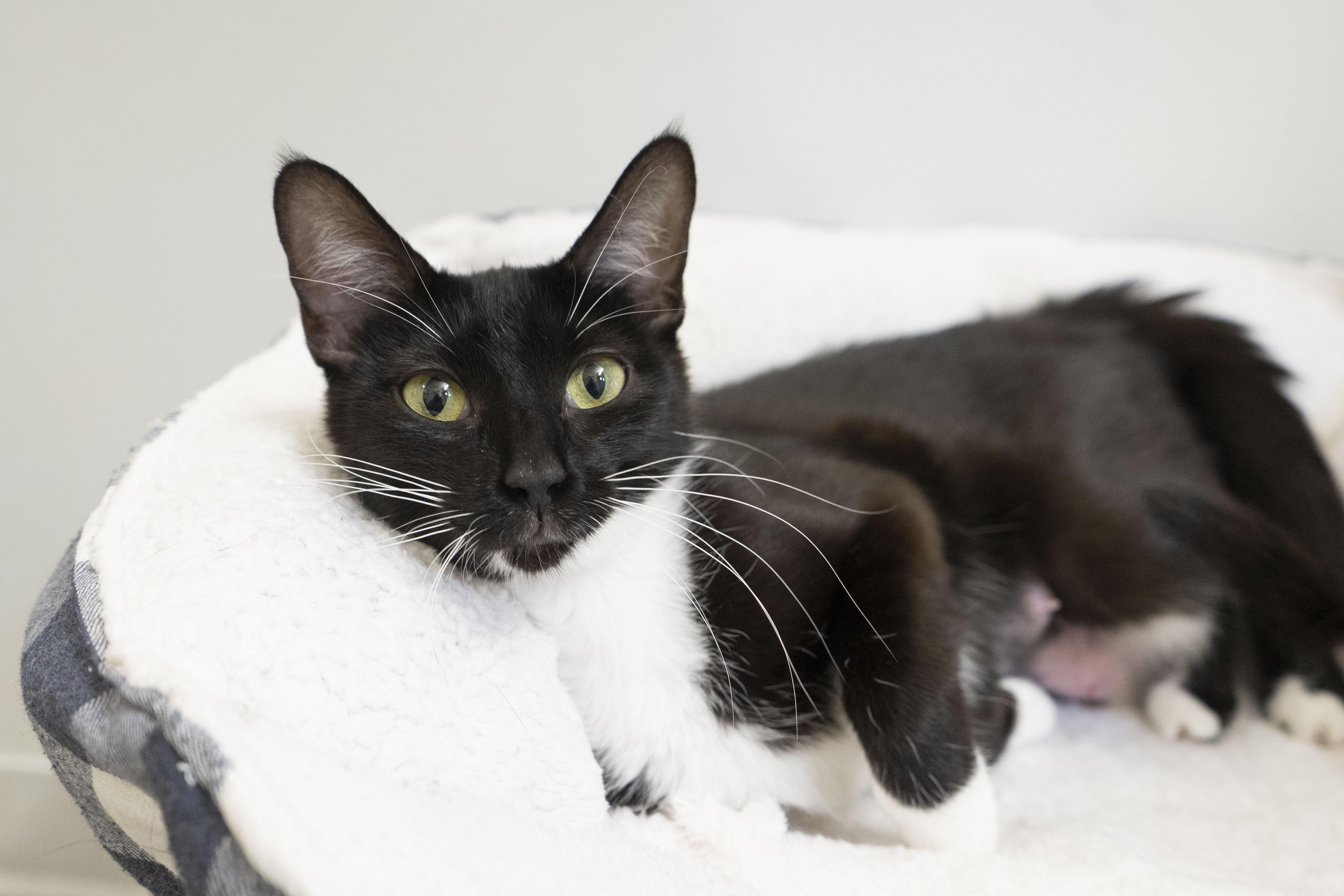 Evianna, an adoptable Domestic Short Hair in Boise, ID, 83709 | Photo Image 3