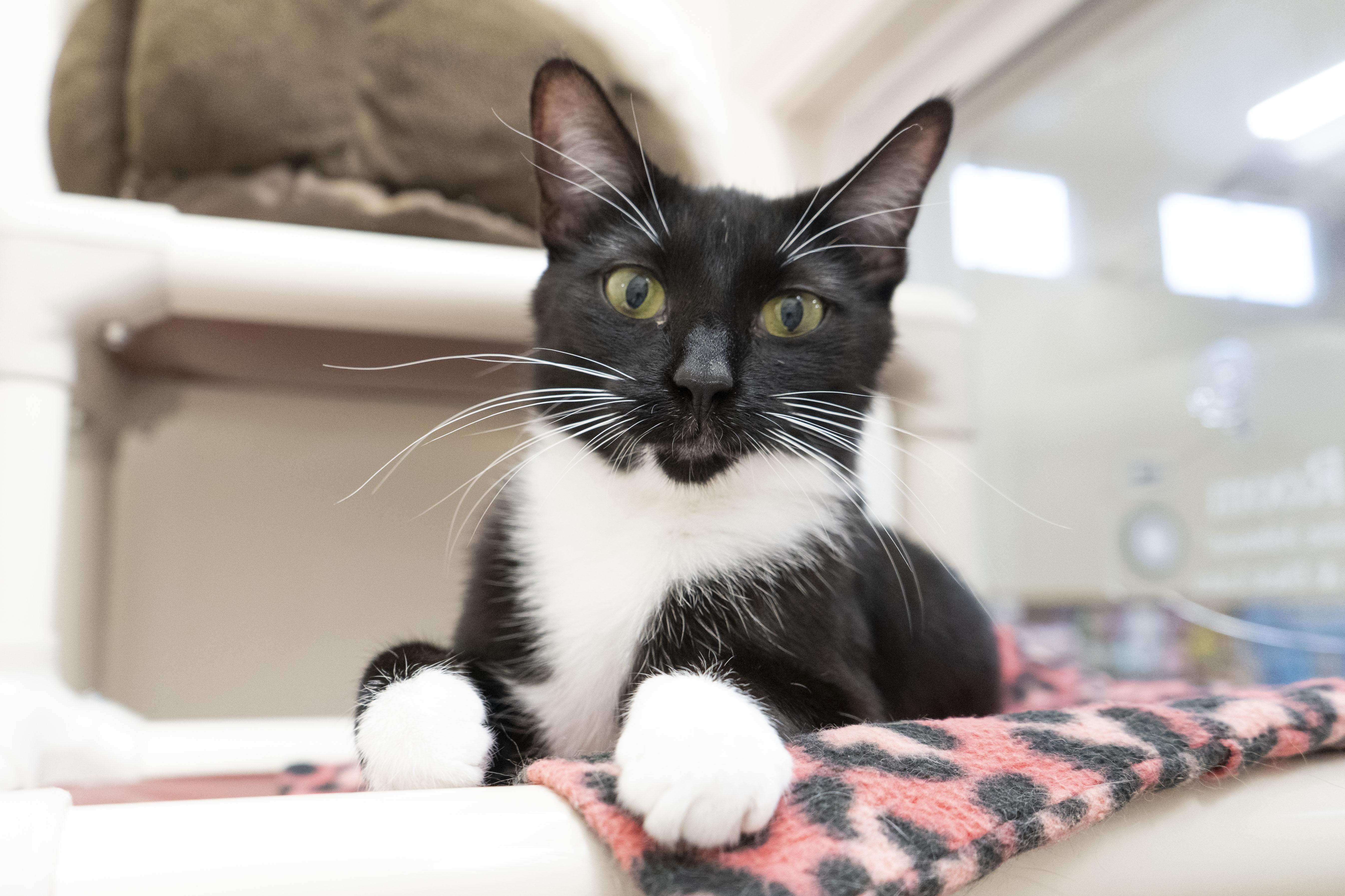 Evianna, an adoptable Domestic Short Hair in Boise, ID, 83709 | Photo Image 1