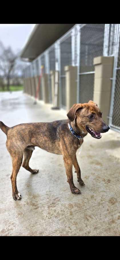 Enlarge Slinky, a Adoptable mixed breed in Sevierville, TN image 1/3