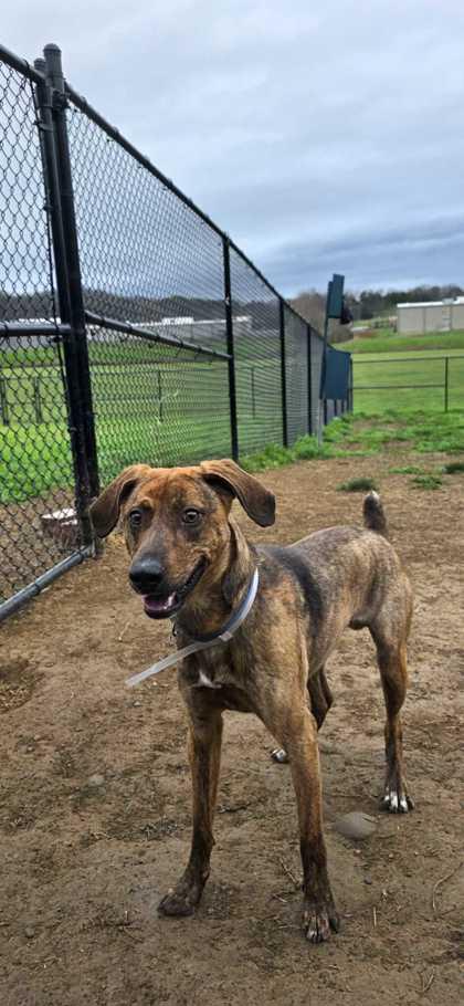 Enlarge Slinky, a Adoptable mixed breed in Sevierville, TN image 2/3