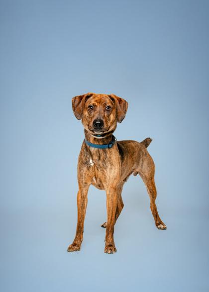 Enlarge Slinky, a Adoptable mixed breed in Sevierville, TN image 3/3