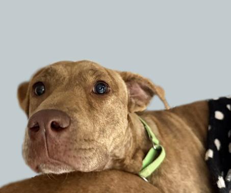 SICKLE — thumbnail 2