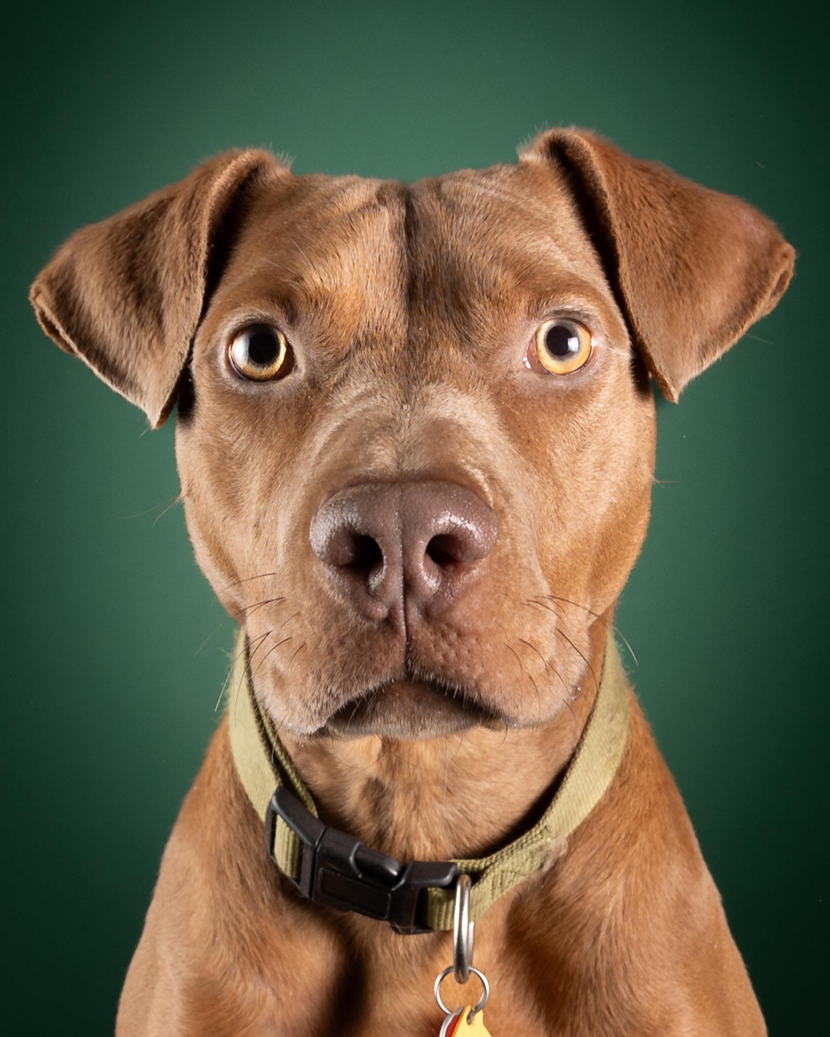 Holly FosterHome 440327, Adult Female Vizsla
