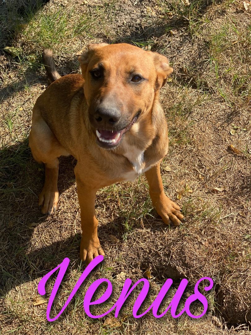 Enlarge Venus, a Adoptable mixed breed in Dallas, TX image 1/1