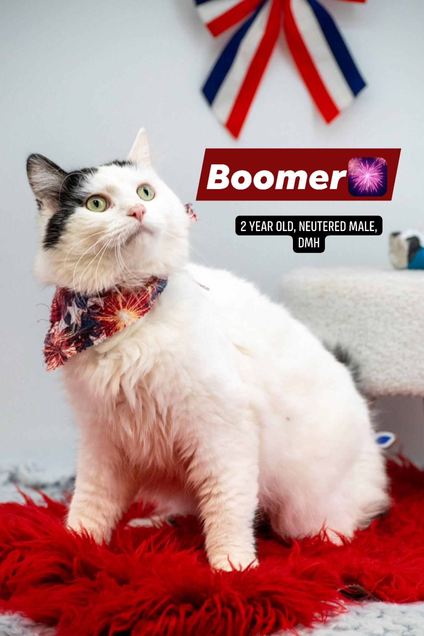 Boomer, ADOPTABLE, Young Male Domestic Short Hair.