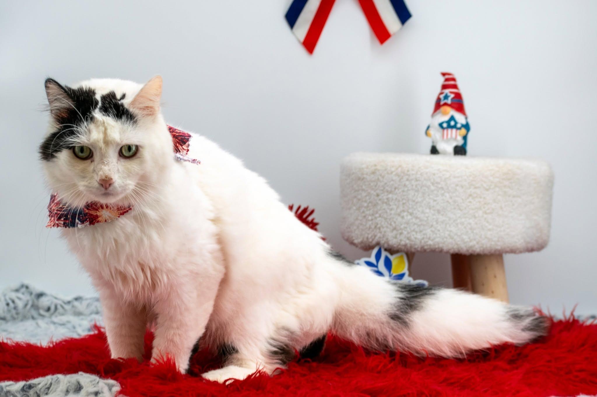 Boomer, a ADOPTABLE Domestic Short Hair in Sevierville, TN image 4/5