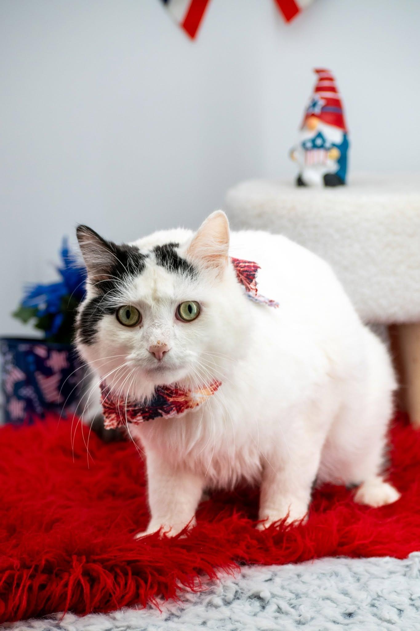 Boomer, a ADOPTABLE Domestic Short Hair in Sevierville, TN image 5/5