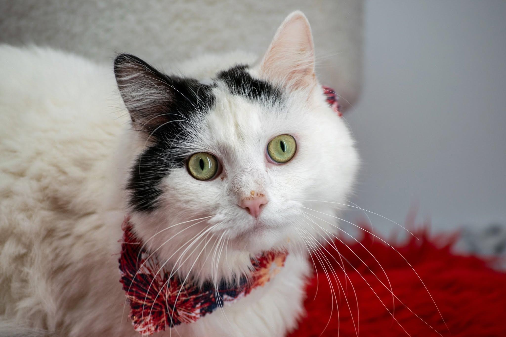 Boomer, a ADOPTABLE Domestic Short Hair in Sevierville, TN image 2/5