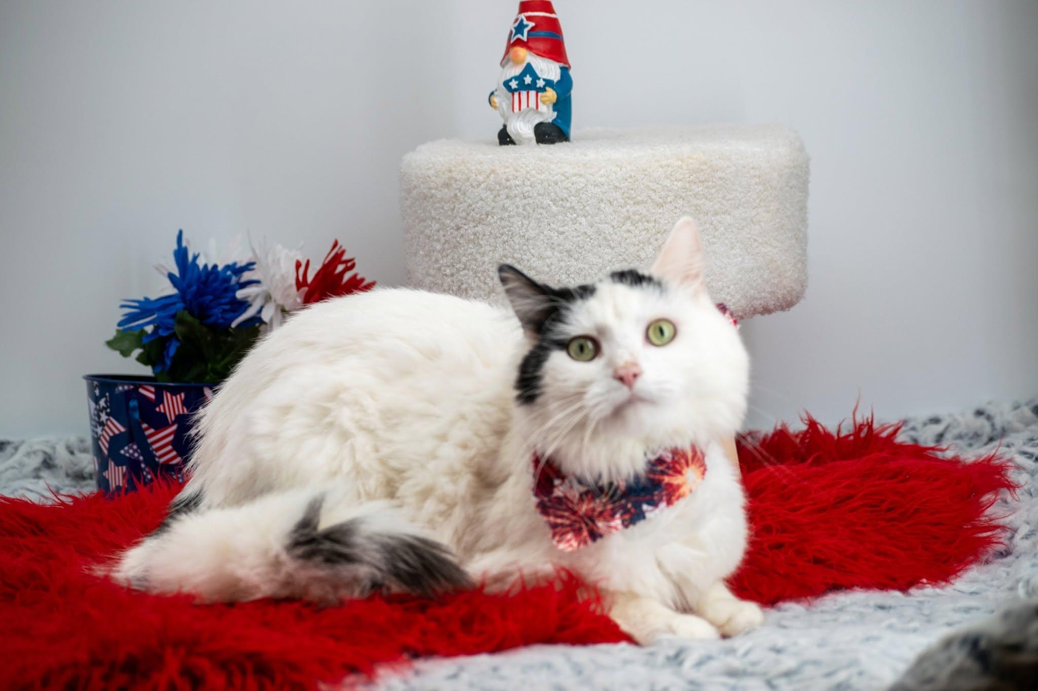 Boomer, a ADOPTABLE Domestic Short Hair in Sevierville, TN image 3/5