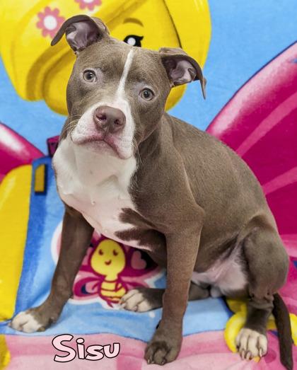 Sisu, Adoptable, Puppy Female Pit Bull Terrier & Mixed Breed.