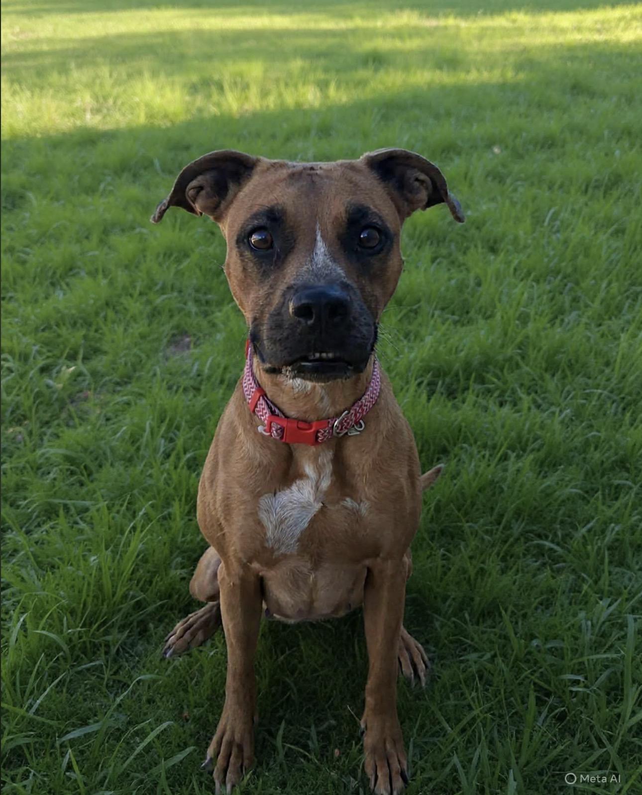 Enlarge Roo, a Adoptable mixed breed in Colorado Springs, CO image 3/5