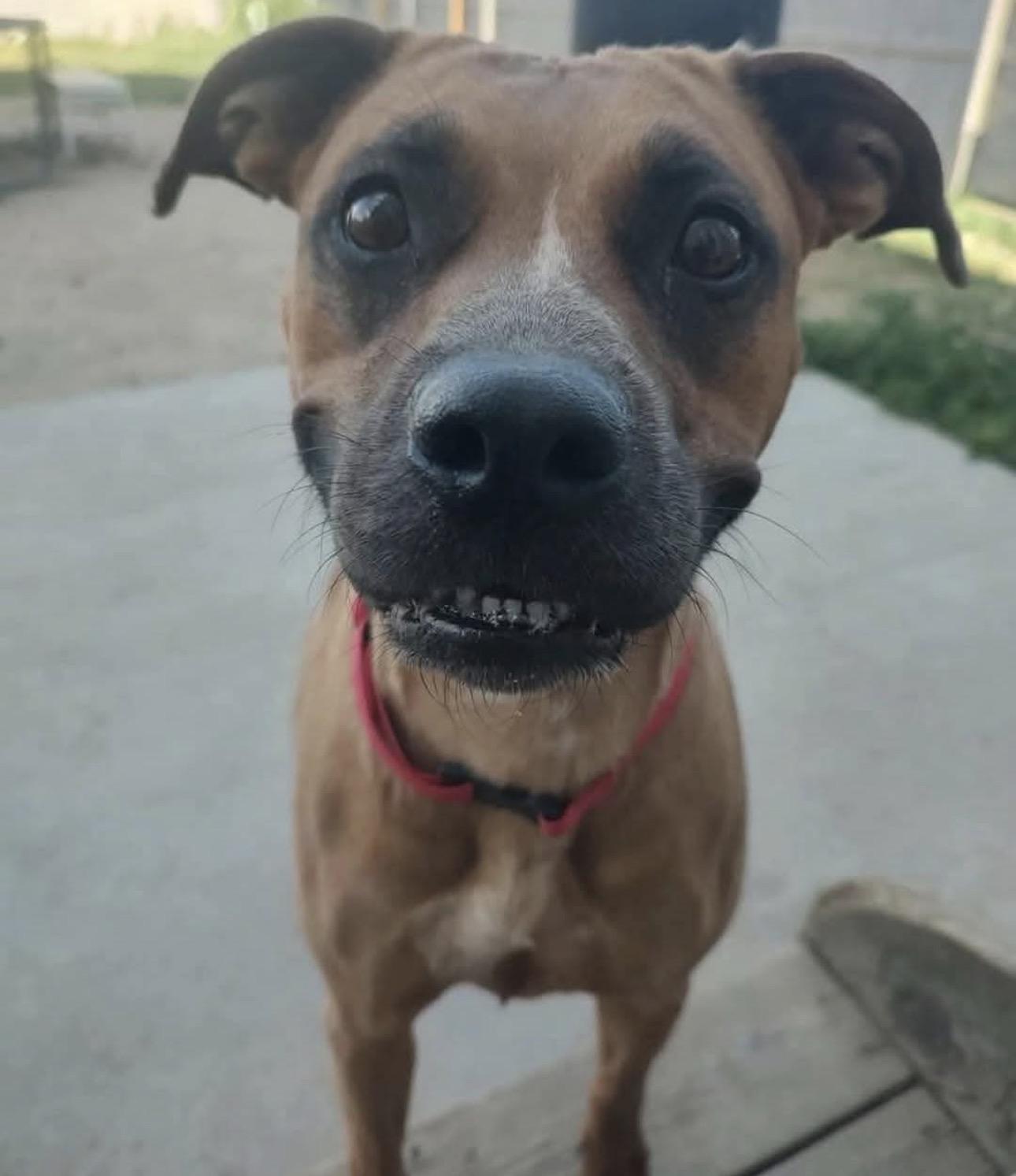 Enlarge Roo, a Adoptable mixed breed in Colorado Springs, CO image 5/5