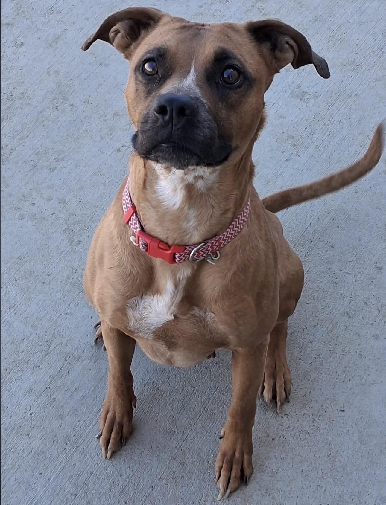 Enlarge Roo, a Adoptable mixed breed in Colorado Springs, CO image 2/5